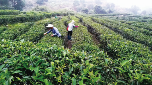     禾潤茶葉生態園茶樹長勢喜人。