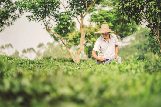     ▼茶產業是柏塘鎮的優勢產業。這是茶農在采茶。