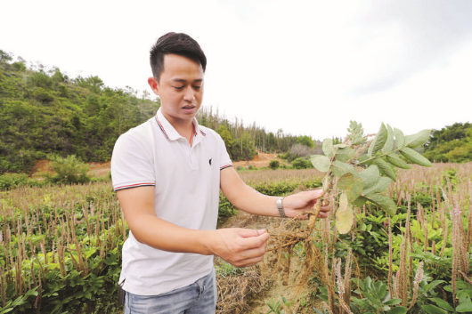     張智康向記者介紹石參種植情況。  本組圖片 惠州日報記者楊建業(yè) 攝