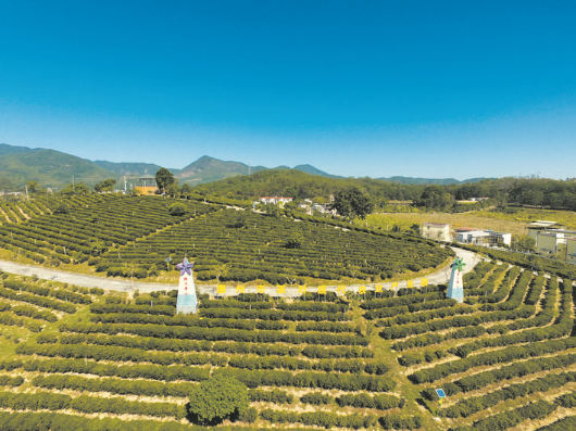     博羅縣柏塘鎮(zhèn)石崗村智慧生態(tài)茶園示范基地。    市農(nóng)業(yè)農(nóng)村綜合服務(wù)中心供圖