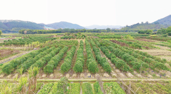 粉葛種植基地。