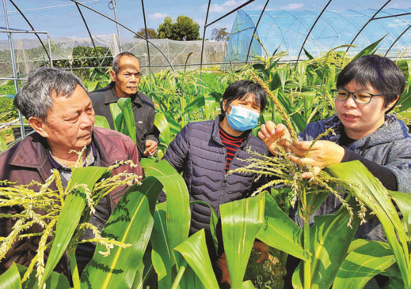     專家到田間開展技術(shù)指導(dǎo)。惠州日報記者朱金贊 攝