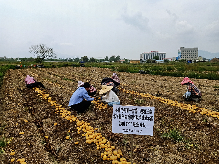 技術人員在察看馬鈴薯成品外觀和質量（攝影：湯倩）.jpg
