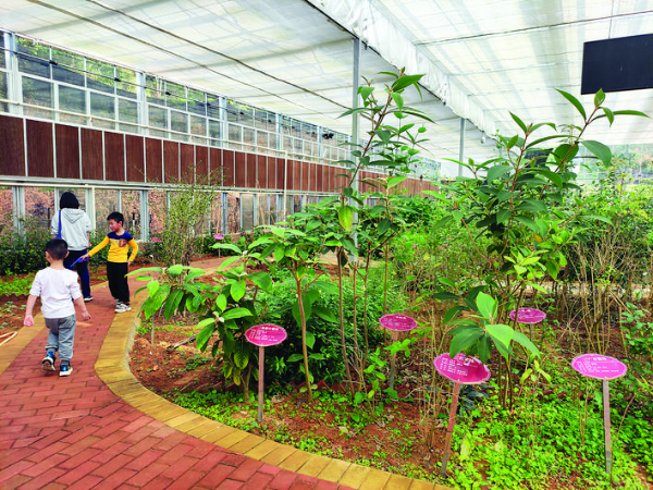 博羅藥王谷從一個種植基地漸漸變成南藥研學公園。