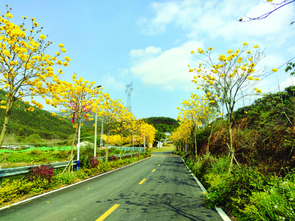     升級改造后Y888線大湖洋村段很漂亮。