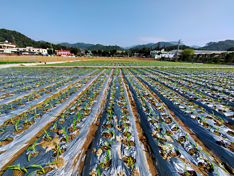 鮮食玉米新品種試驗（攝影：湯倩）.jpg