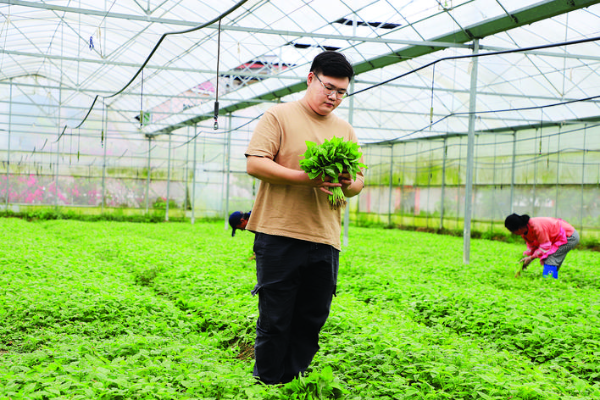     朱德彪堅(jiān)守初心種植高品質(zhì)蔬菜。