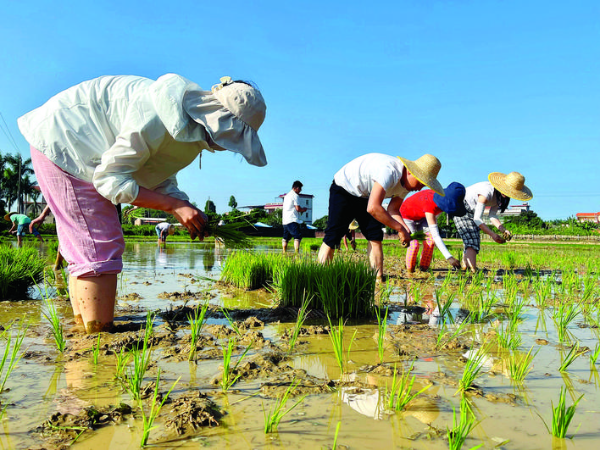     汝湖鎮(zhèn)農(nóng)辦干部職工下田插秧。    惠州日?qǐng)?bào)記者彭紅霞 通訊員陳莉 劉曼瑤 攝