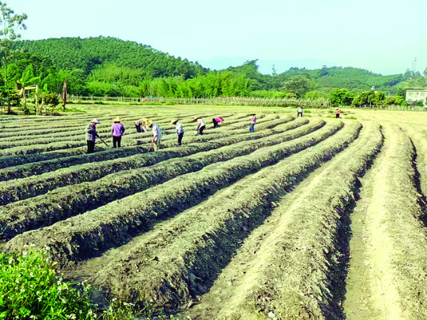     田間地頭一片忙碌。