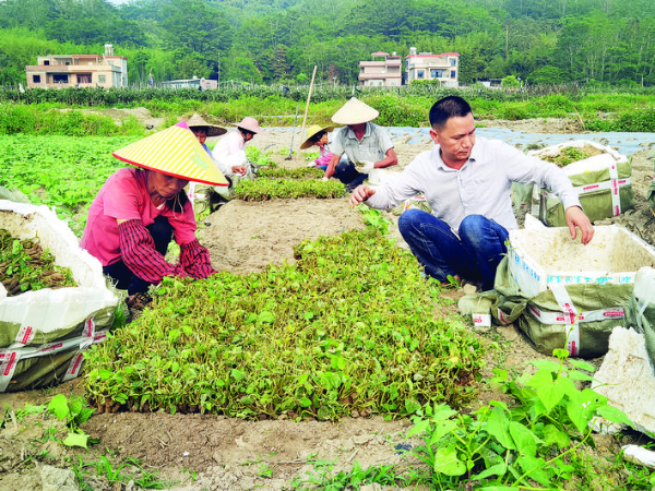     村民種植粉葛。