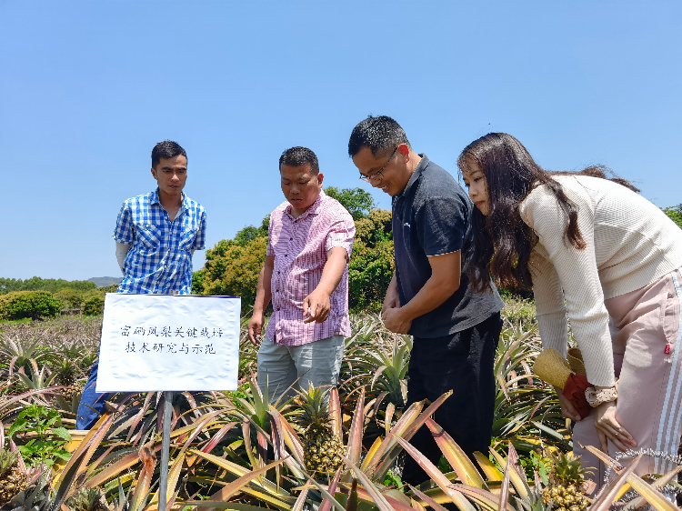 技術團隊在察看鳳梨生長情況（攝影：楊翠紅）.jpg