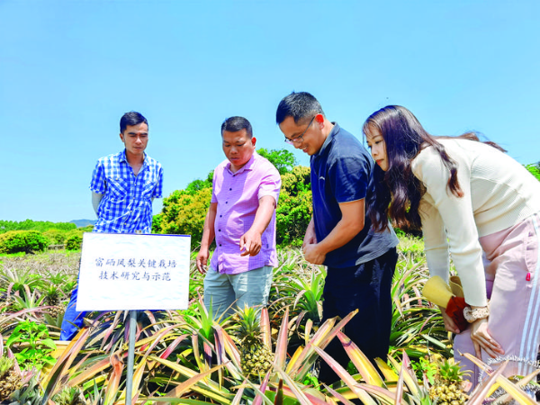     市農科所對鳳梨“臺農17號”進行測產。    惠州日報記者劉建威 通訊員楊翠紅 湯倩 攝
