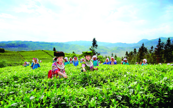     黔西南州普安縣茶農采茶忙。
