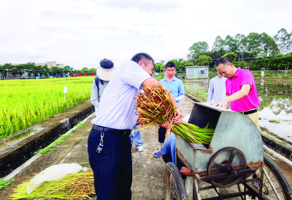     農(nóng)科人員正在對(duì)水稻樣品打谷抽樣。