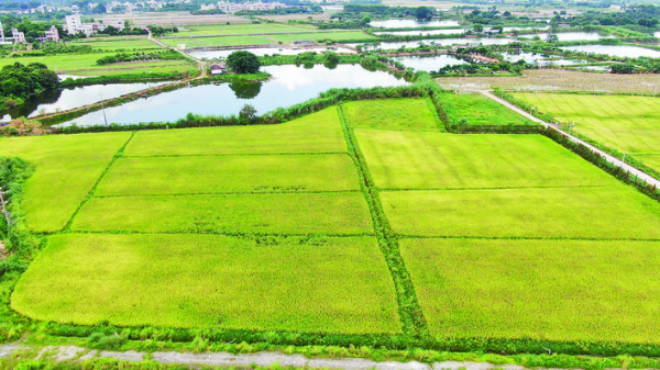     潼湖鎮(zhèn)崗里村阡陌交錯(cuò)的稻田。 惠州日?qǐng)?bào)記者邱舒婷 通訊員李明霞 攝