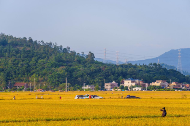 市民和游客來(lái)竹園村觀(guān)賞豐收美景 市民和游客來(lái)竹園村觀(guān)賞豐收美景